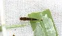 Labiobaetis propinquus - photo 4