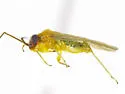 Labopella claripennis - photo 2