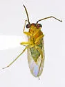 Labopella claripennis - photo 3