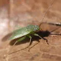 Onion Plant Bug