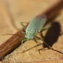 Onion Plant Bug - photo 2