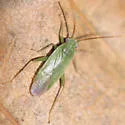Onion Plant Bug - photo 3