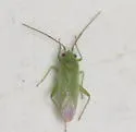 Labopidea cepula - photo 2