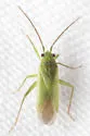 Labopidea geminata