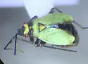 Labopidea nigrisetosa