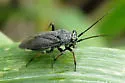 Labops burmeisteri