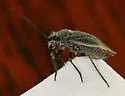 Black Grass Bug