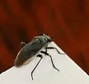 Black Grass Bug - photo 2