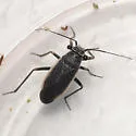 Black Grass Bug - photo 3