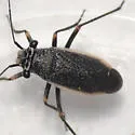 Black Grass Bug - photo 4