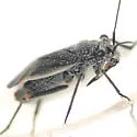 Black Grass Bug - photo 5