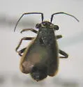 Labops hirtus - photo 2