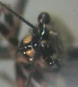 Labops hirtus - photo 3