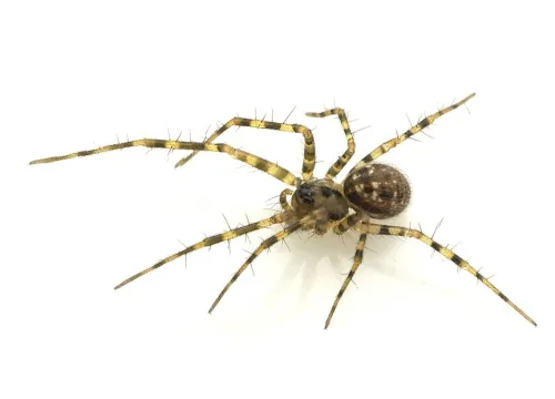 Labulla thoracica