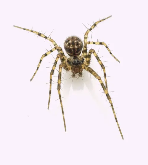 Labulla thoracica - photo 5