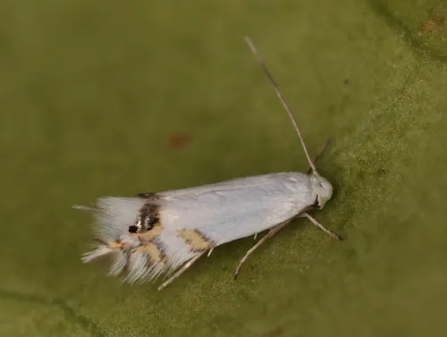 Laburnum Leaf Miner
