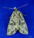 Atlantic Arches Moth - Hodges#10297
