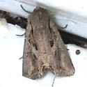 Atlantic Arches Moth - Hodges#10297 - photo 4