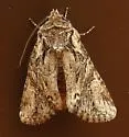 Atlantic Arches Moth - Hodges#10297 - photo 5