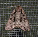 Lacanobia grandis - Hodges#10300