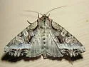 Lacanobia grandis - Hodges#10300 - photo 2