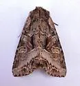 Lacanobia grandis - Hodges#10300 - photo 3