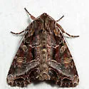 Lacanobia grandis - Hodges#10300 - photo 4