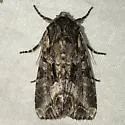 Lacanobia grandis - Hodges#10300 - photo 5