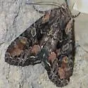 Nevada Arches Moth - Hodges#10296