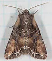 Nevada Arches Moth - Hodges#10296 - photo 2