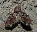 Nevada Arches Moth - Hodges#10296 - photo 4