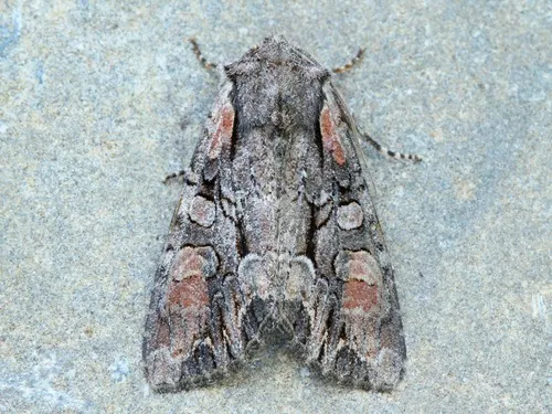 Speckled Cutworm - Hodges#10299