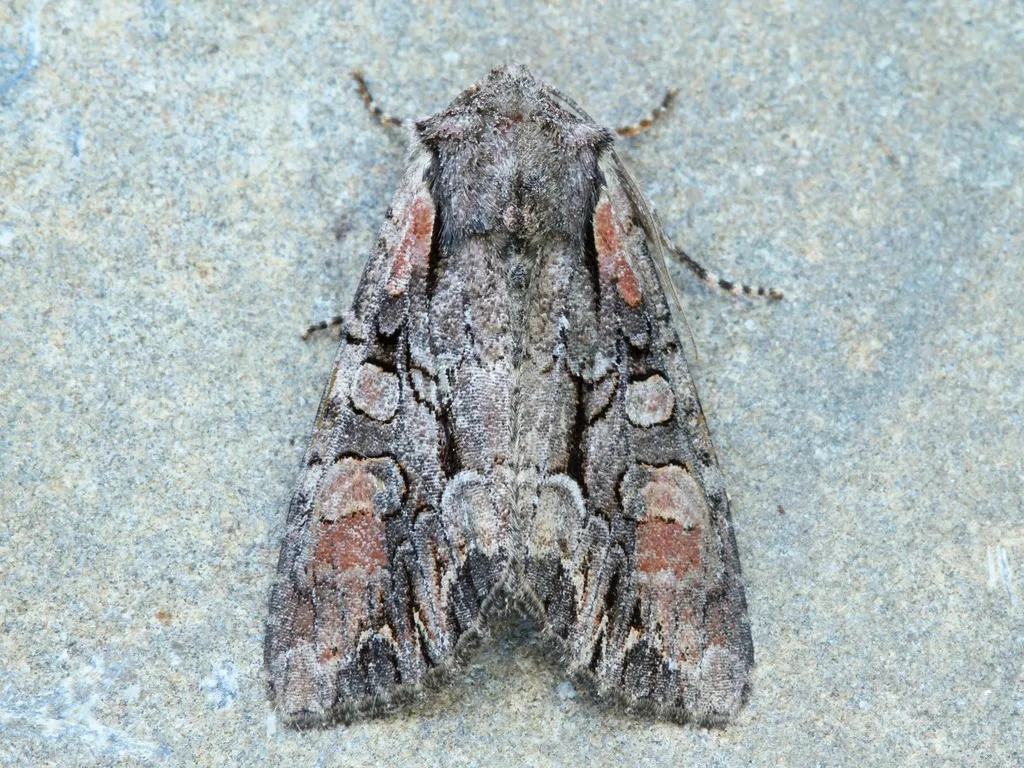 Speckled Cutworm - Hodges#10299 - photo 2
