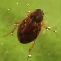 Laccobius agilis