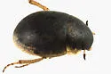Laccobius agilis - photo 2