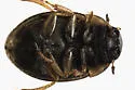 Laccobius agilis - photo 3