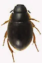 Laccobius agilis - photo 4