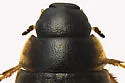 Laccobius agilis - photo 5