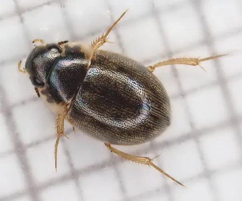 Laccobius bipunctatus - Laccobius bipunctatus