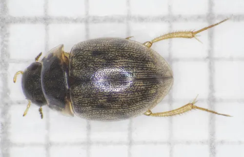 Laccobius bipunctatus - photo 2