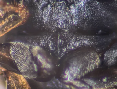 Laccobius bipunctatus - photo 3