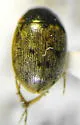Laccobius borealis