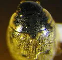 Laccobius borealis - photo 2