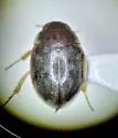 Laccobius borealis - photo 3