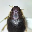 Laccobius borealis - photo 4