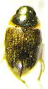 Laccobius cinereus