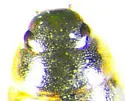 Laccobius cinereus - photo 2