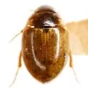 Laccobius mexicanus