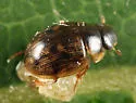 Laccobius minutoides - photo 2