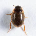 Laccobius minutoides - photo 3